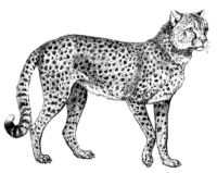 Cheetah A4791