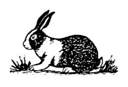 Black and white rabbit A278
