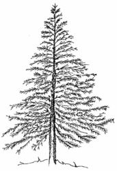Christmas Tree natural small R5644