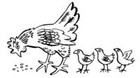 Hen and chicks B2591