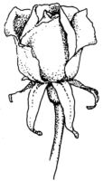 Flower Rose K2128