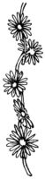Line of Daisies K5315