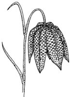 Flowers K5319