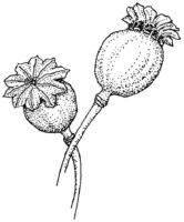 Flowers K5321