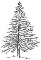 Christmas Tree natural small R5644