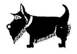 Scottish terrier A134