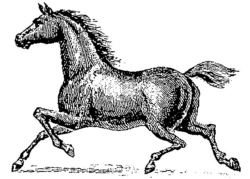Horse A185