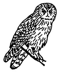 Owl A195