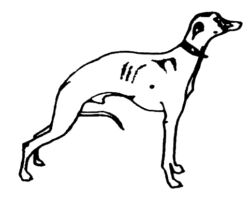 Greyhound dog A196