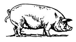 Pig A198