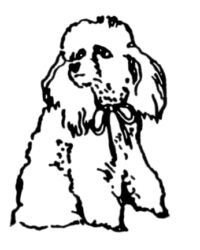 Poodle dog A3132