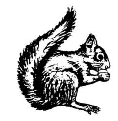 Squirrel A3144