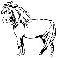 Pony A3145