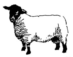 Sheep A3151