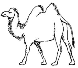 Camel A3158