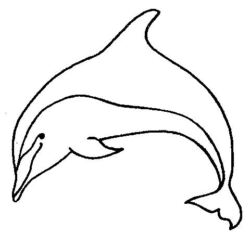 Dolphin A3653