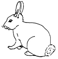 Rabbit A3654