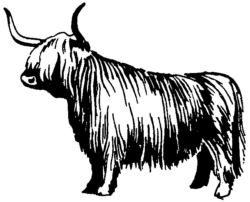 Cow bull A3679