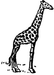 Giraffe A39