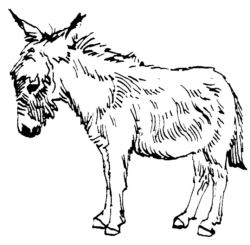 Donkey A4281