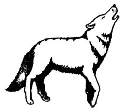 Wolf A4295