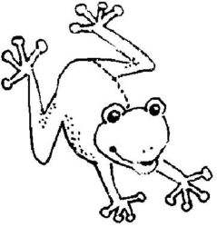 Frog A4764