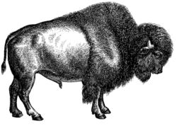 Buffalo A4789