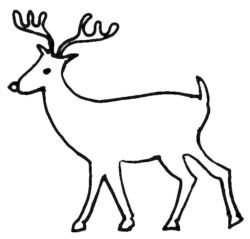 Reindeer A4796