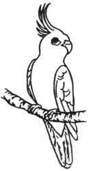 Parrot B2517