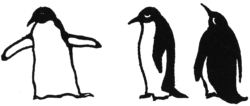 Penguins B2544