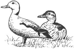 Ducks B2554