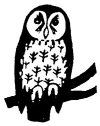 Owl B2575