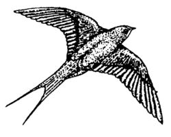 Swallow or Swift bird B2578