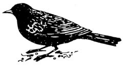 Blackbird B2580