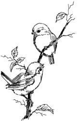 Birds on a twig B2594