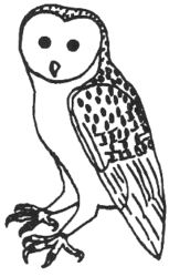 Owl B348