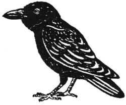 Crow BD2507