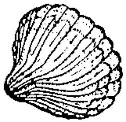 Shell C368
