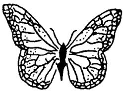 Butterfly C384