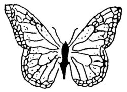 Butterfly C387