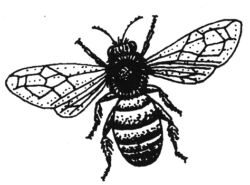Bee CI2379