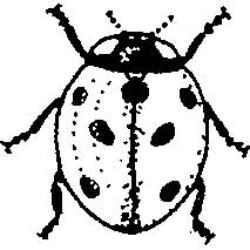 Ladybird CI2386