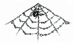 Spider on her cobweb CI2387