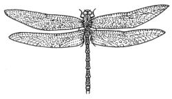 Dragonfly CI2395