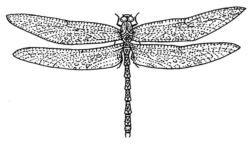 Dragonfly CI2395