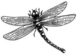 Dragonfly CI5801