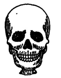 Skull DD2603