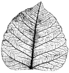 Leaf K3961