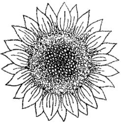 Flowers Sunflower K5316