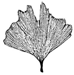 Gingko leaf K5336